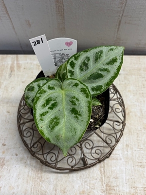 アンスリウム　ドラヤキ【現品No.281】　