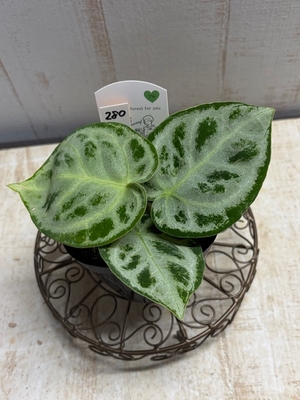 アンスリウム　ドラヤキ【現品No.280】　