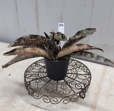 サンスベリア　キルキーコパートン【現品273】