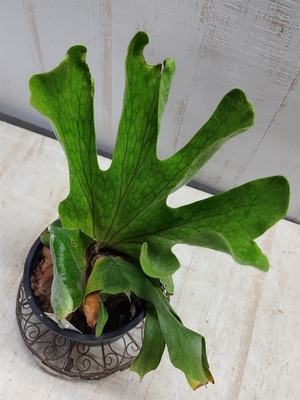 ビカクシダ　ワンダエ　【現品277】