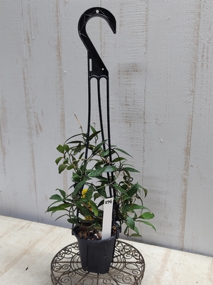 ホヤ　ラクノーサ　ロイヤルフラッシュ【現品274】