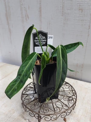 アンスリウム　ワロクアナム【現品275】