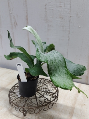 コウモリラン　ギンカ・TC【現品276】