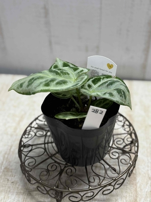 アンスリウム　ドラヤキ【現品No282】　