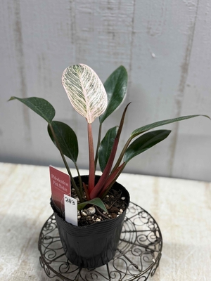 フィロデンドロン　ピンクバーキン【現品283】