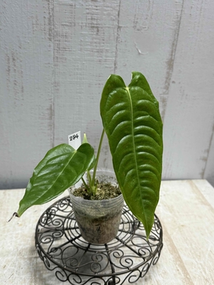 アンスリウム　ベイチー【現品284】