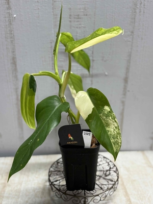 フィロデンドロン　ドメスティカム　バリエガータ　【現品285】