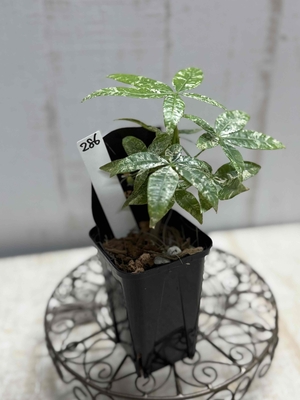 パキラ　ミルキーウェイ　【現品286】