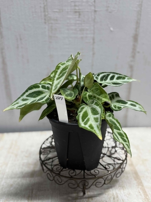 アンスリウム　クリスタルホープ【現品287】