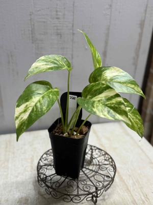 エピプレナム　アマゾンゴールド【現品288 】