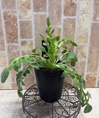 大木さんの　幻の白いヒナゲシ　ブライダルシルク