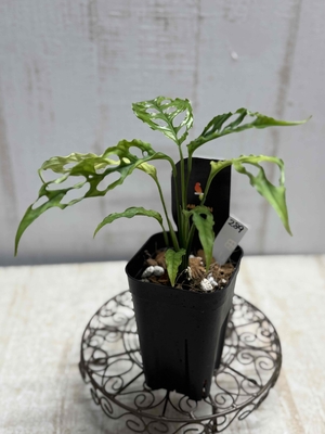 モンステラ　オブリクア　【現品289】 