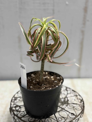 ドラセナ　コンシンネ　キュンティ　【現品290】