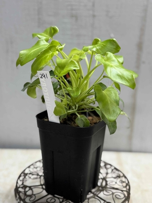 フィロデンドロン　ザナドゥドワーフ　バリエガータ【現品291】 