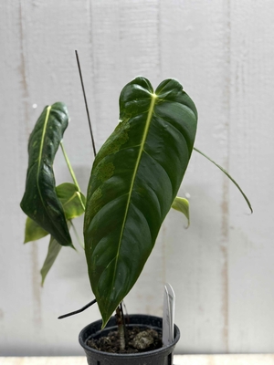 フィロデンドロン　エスメラルデンセ　バリエガータ【現品292】