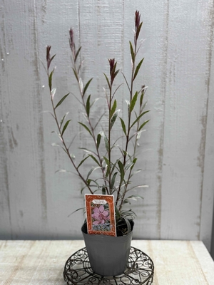 ガウラ　ガンビット　バリエガータ　ローズ