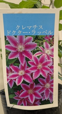 クレマチス　ドクター・ラッペル