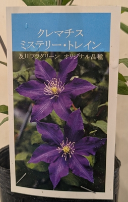 クレマチス　ミステリー・トレイン