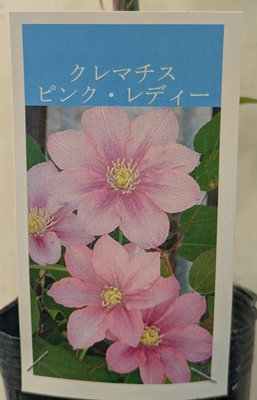 クレマチス　ピンク・レディー