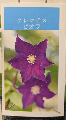 クレマチス　ビオラ