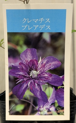 クレマチス　プレアデス