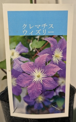 クレマチス　ウィズリー