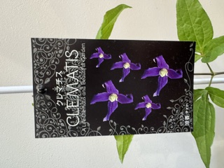 クレマファクトリー　涼香（すずか）