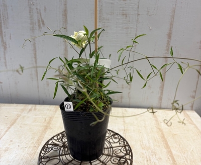 クレマチス　シェンロン【現品11】クリーム系