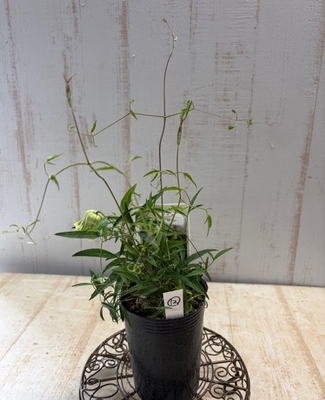 クレマチス　シェンロン【現品12】グリーン良く出ています