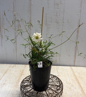 クレマチス　シェンロン【現品13】クリーム系