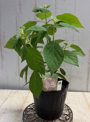 アナベル　ル・マニフィーク【現品14】