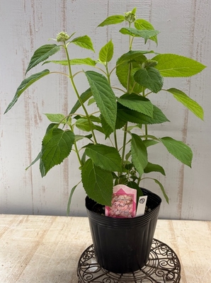 アナベル　ル・パルフェ【現品15】