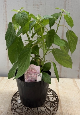 ハイドランジア　アナベル　ピコティ　シャルマン【現品16】