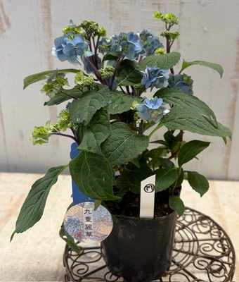 山紫陽花　九重麗華【現品17】