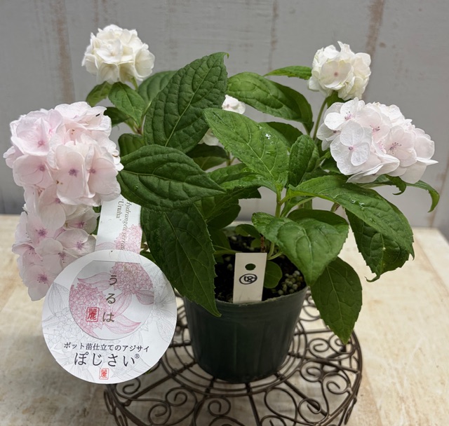 山紫陽花 うるは【現品18】 | グリーンホビー