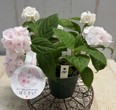 山紫陽花　うるは【現品18】