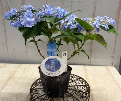山紫陽花　坊ヶ鶴の華【現品19】