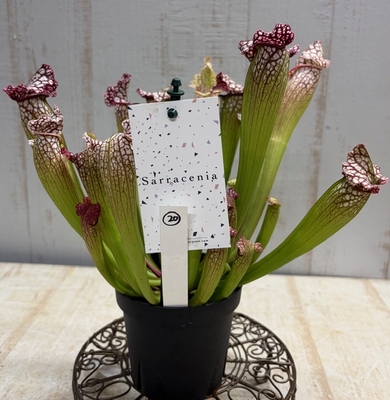 サラセニア・レウコフィラ・レッド【現品20】