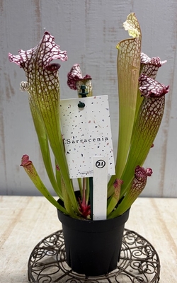 サラセニア・レウコフィラ・レッド【現品21】