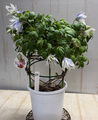 クレマチス　ウエッセルトン【現品22】