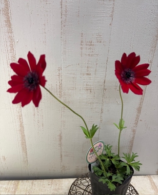 アネモネ　パブニナ　スペシャルカラー