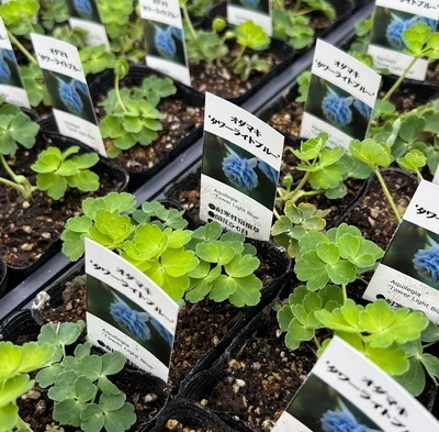 今年最後の1ケース）八重咲きオダマキ　タワーライトブルー苗（色はカスティールブルーに近く丈夫なタワー系）
