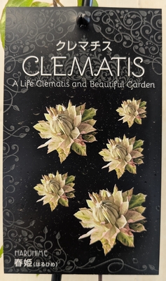 クレマチス　春姫