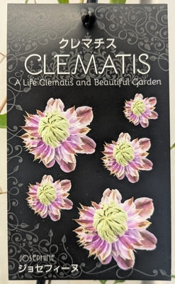 クレマチス　ジョセフィーヌ