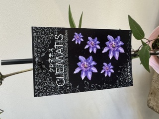 クレマファクトリー　エミリアプラター