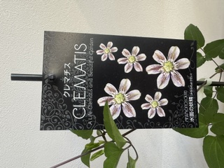 クレマファクトリー　水面の妖精