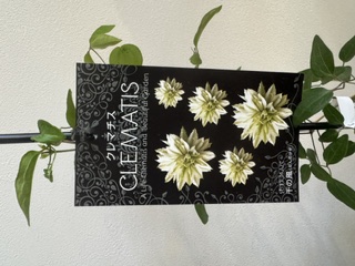 クレマファクトリー　千の風