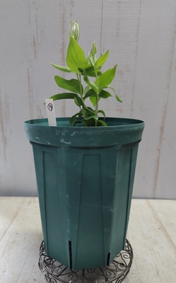 竹間さんのクレマチス　コアクチリス（蕾なし）【現品14】GHで昨年７寸に植え替えた大株
