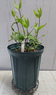 竹間さんのクレマチス　コアクチリスブラウン（蕾1）【現品13】GHで昨年７寸に植え替えた大株