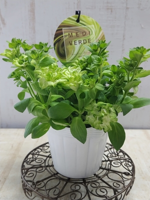 ペチュニア　湘南ヴェルデシリーズ　ミディヴェルデ　（グリーンホワイト）